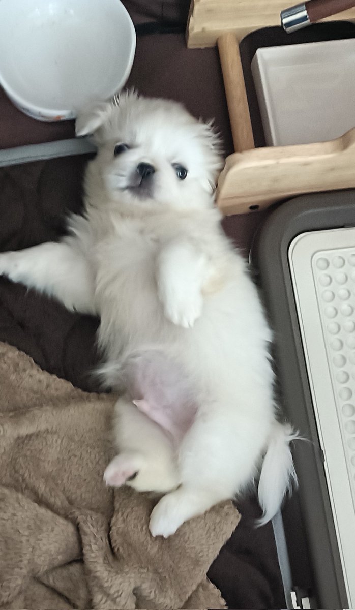 jb_62us's tweet photo. そういえば一週間くらい前に家に新しい犬が来ました。かわいいね。 https://t.co/GuLtmbzHdn