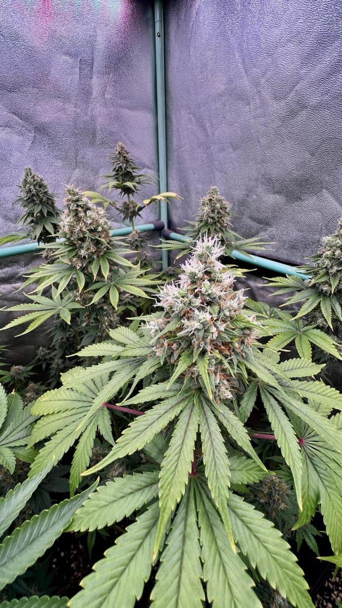 Spliff Seeds ® tweet media