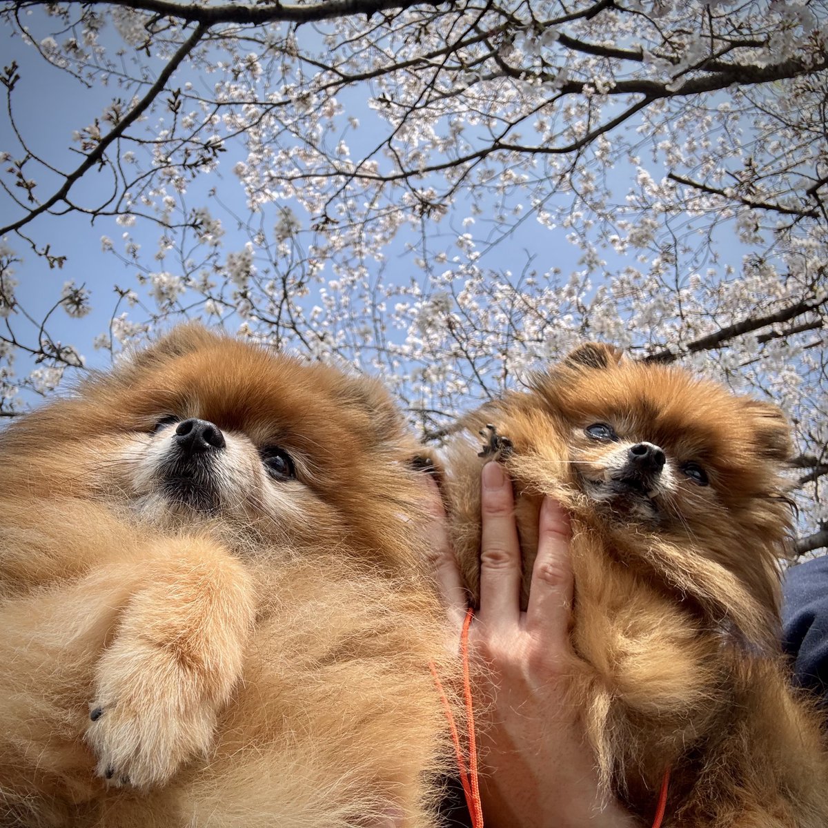 RX-8-RYO tweet media