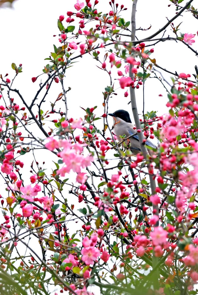 小明同学 tweet media