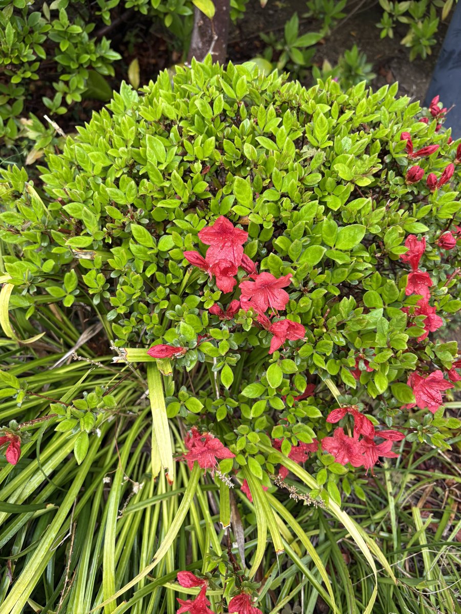 よゆーのユウキ tweet media