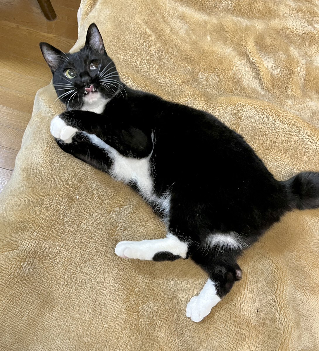 サボチャン🥑 tweet media