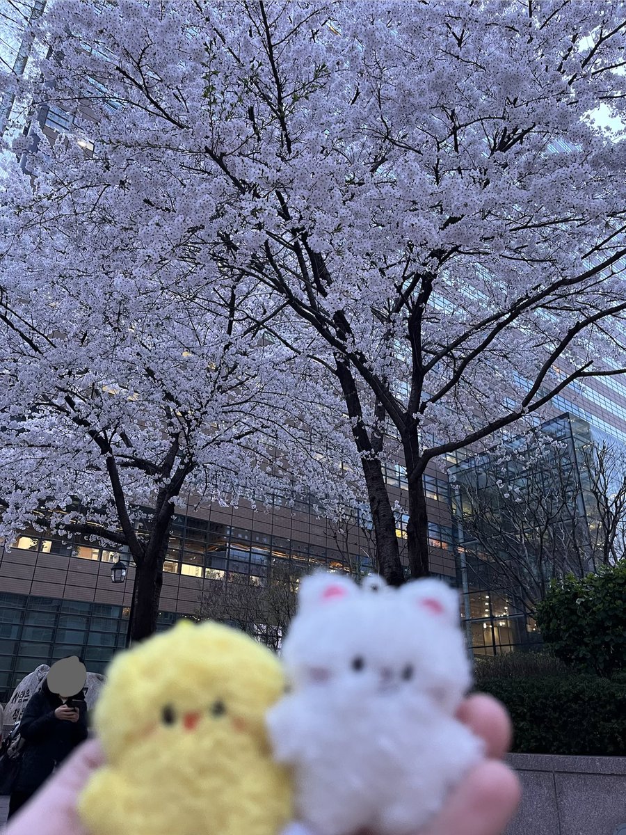 ㅎㅈ나의빛 LOVER tweet media