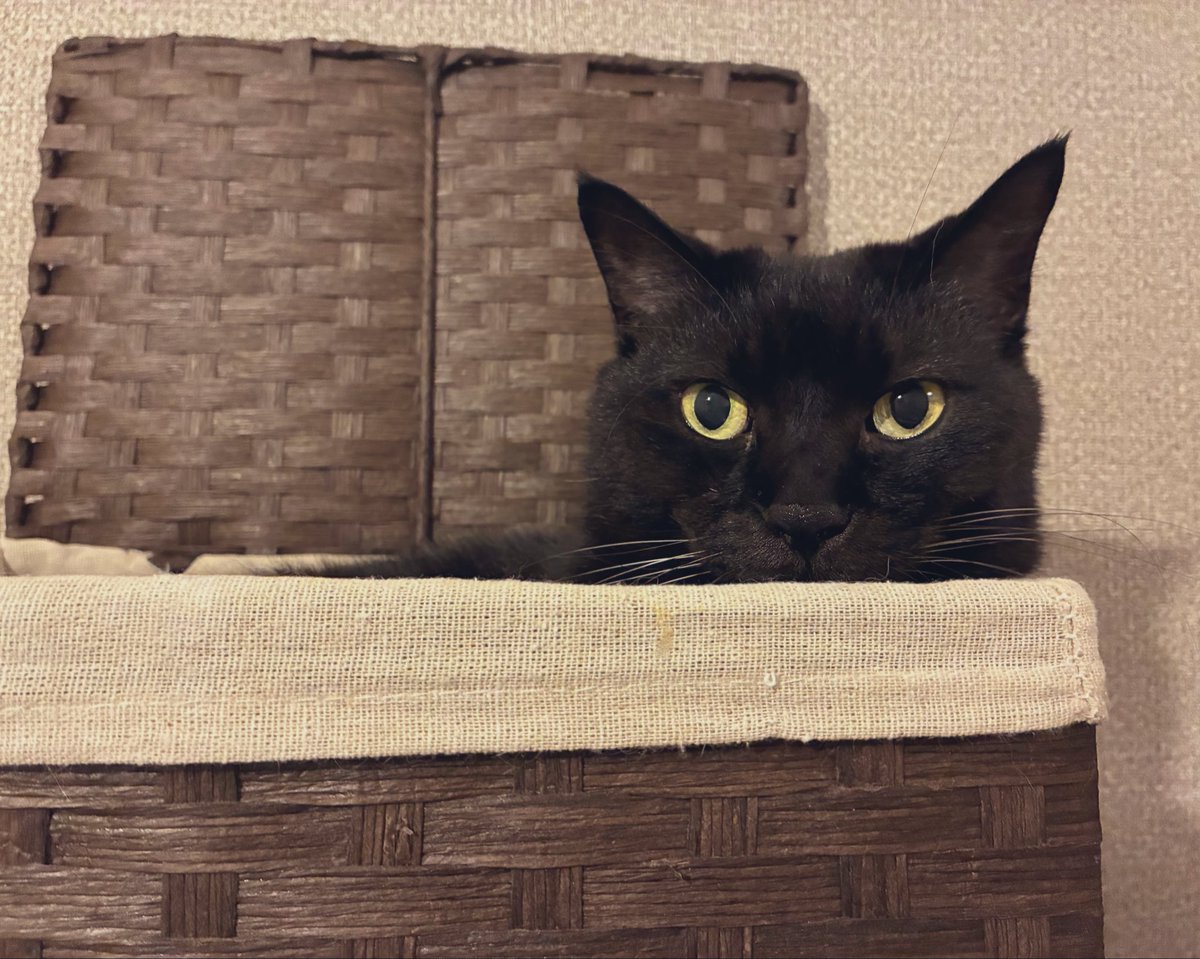 \今日はここでいいかな🐈‍⬛/