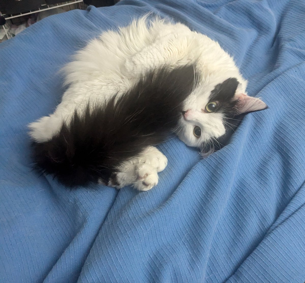 96% Human by Weight tweet media