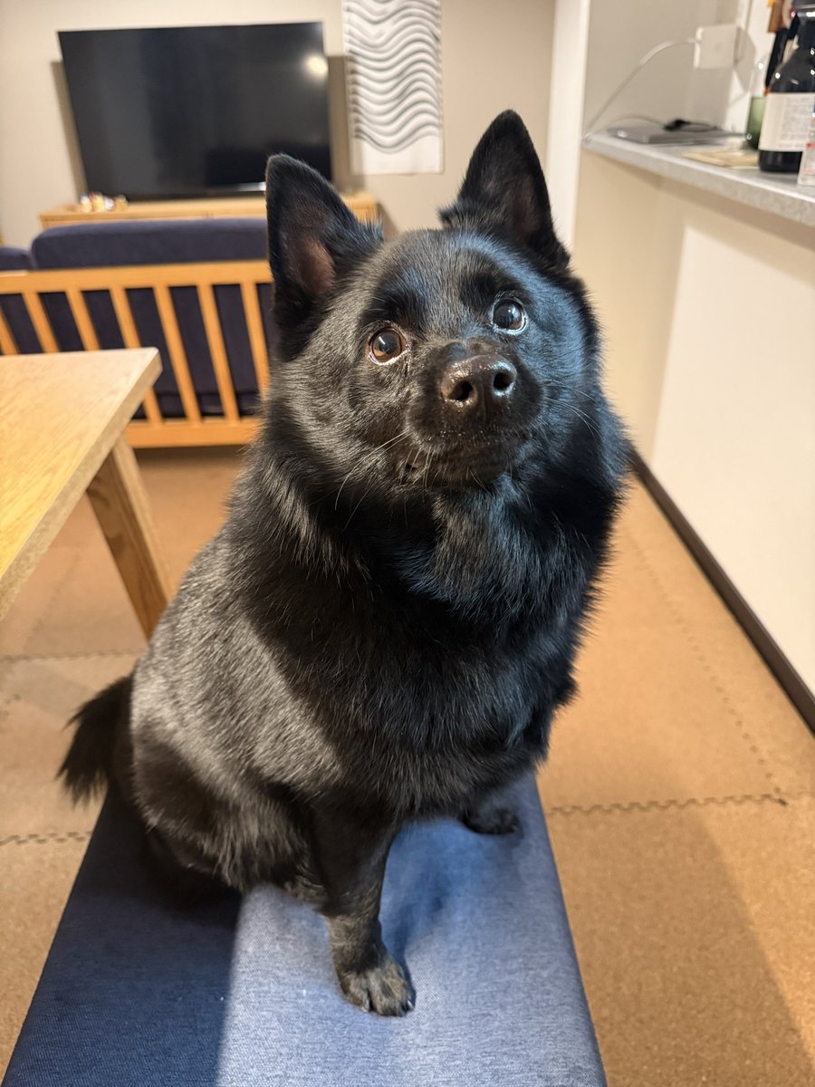 うに スキッパーキ tweet media