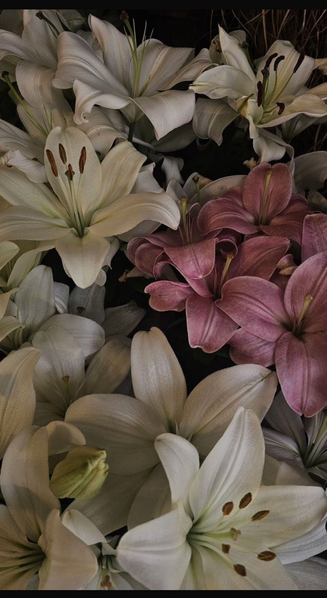 Bizimki,son bir öpücük gibiydi alna dokunan, 
Ateşi alna, 
Acısı yüreğe,
Pervasızlığı ruha ziyan.
Bir daha hiç kavuşmayacak ellerin
Sımsıkı kenetlenmesiydi başucunda.
Bir daha tövbe,dedi şair.
Bir daha asla…