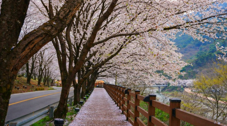 오로라 tweet media