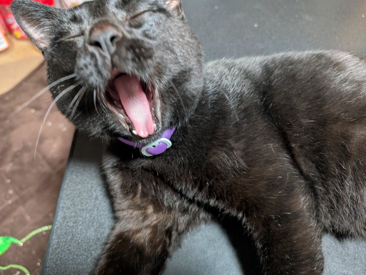 ネモ ウォーカー tweet media