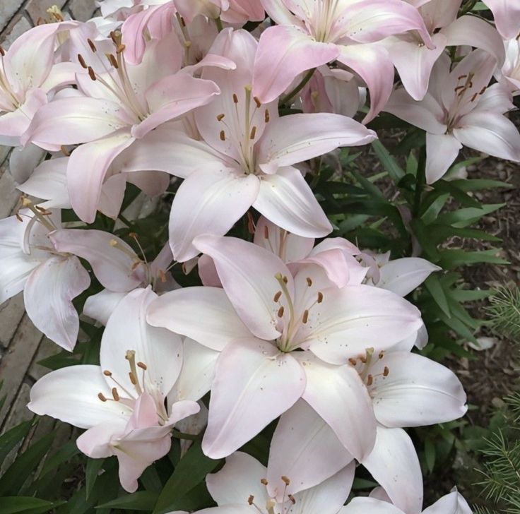 Ć𝐚𝒆𝒄𝒂⚡🌹 tweet media