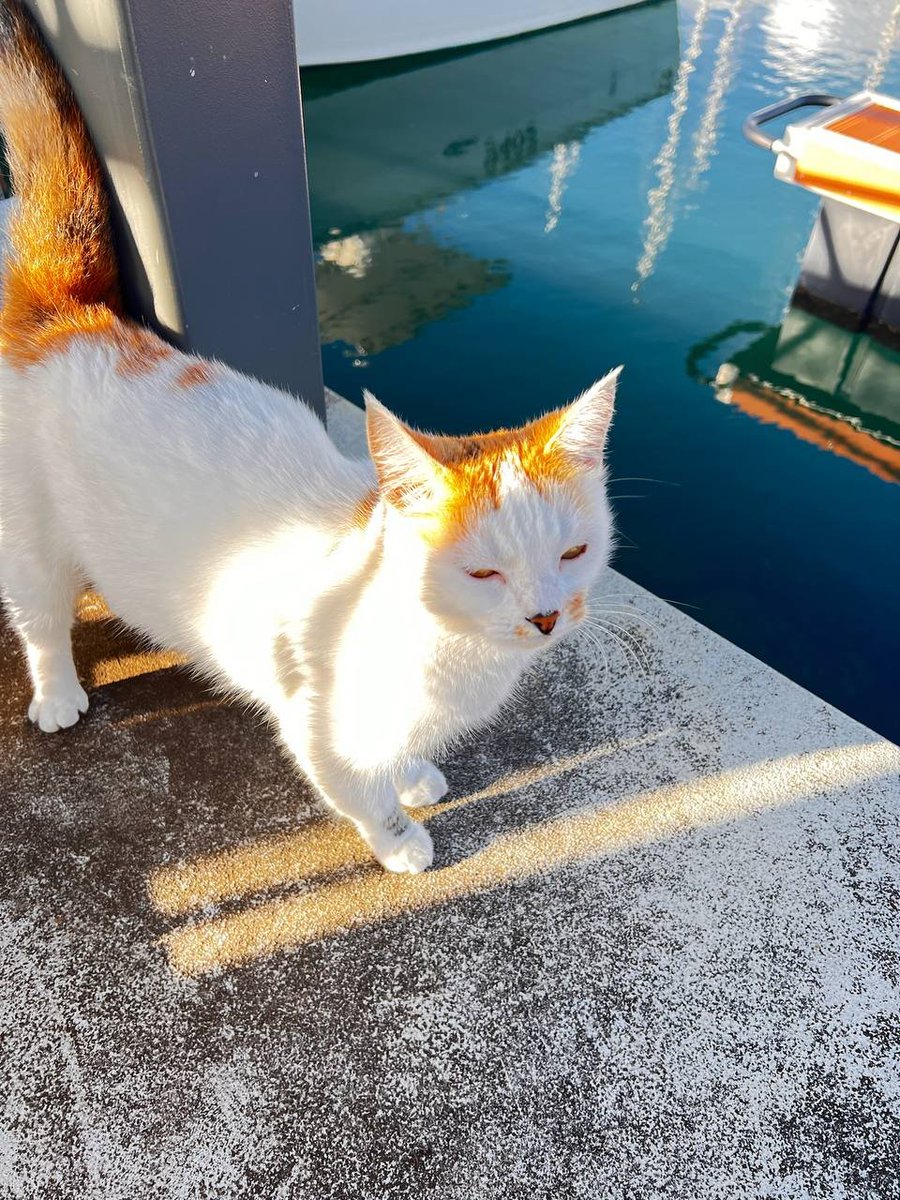 Emperor.SOL tweet media