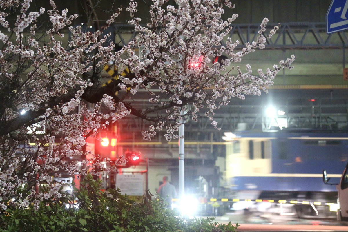花とEF65、2026年2〜3月