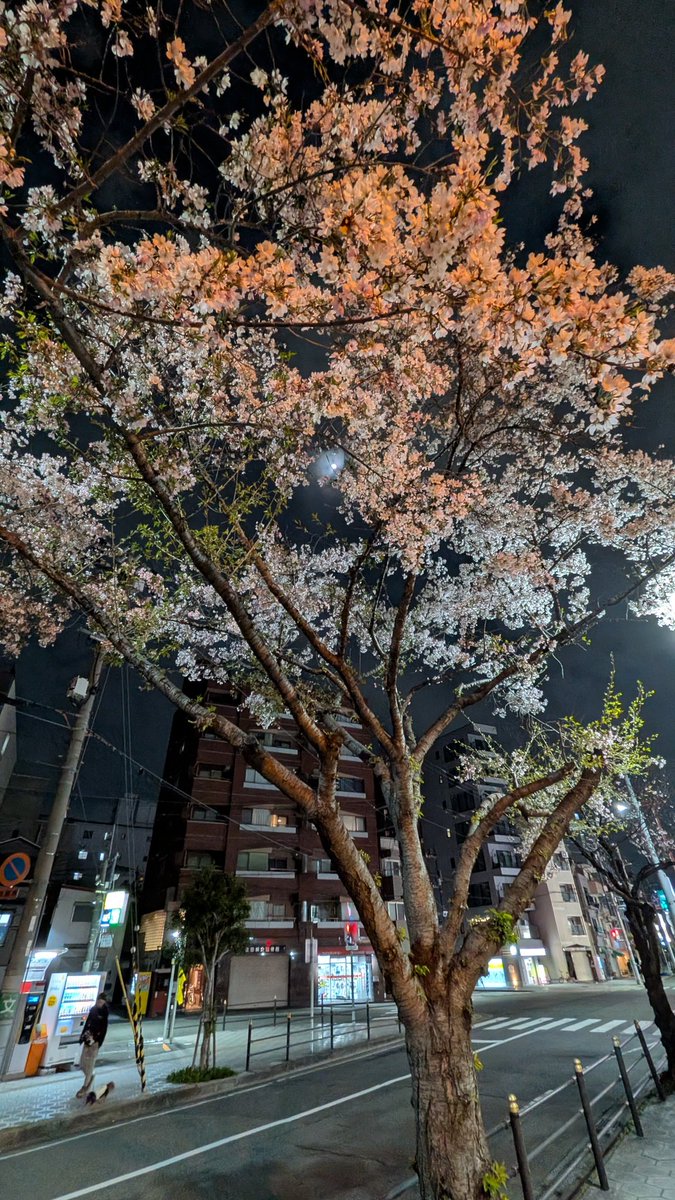 ask68k's tweet photo. 今年も同じ桜。少し前に暖かい日があったせいかもう緑っぽくなってる… https://t.co/jtLC440kce