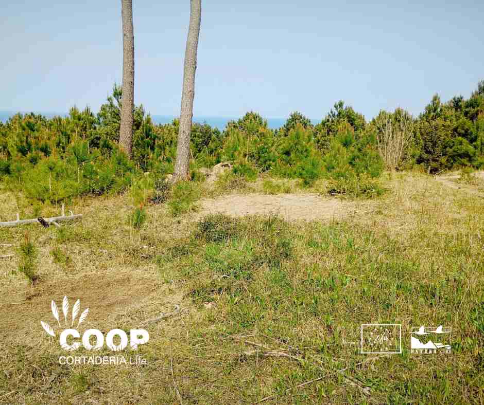 LIFE COOP Cortaderia tweet media