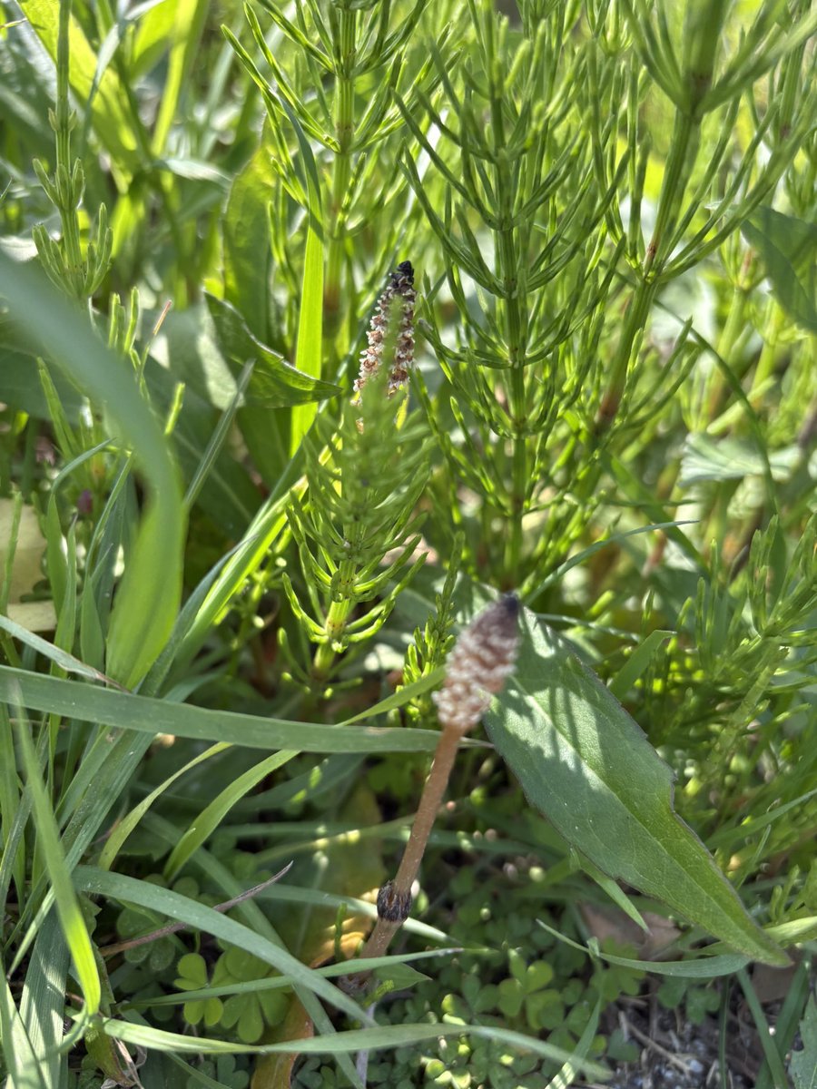 すいたん tweet media