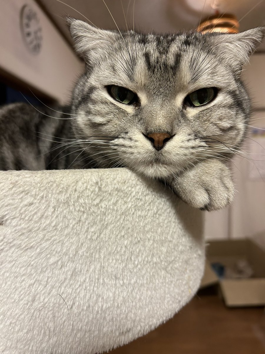 ルーチェとあそぼうや! tweet media