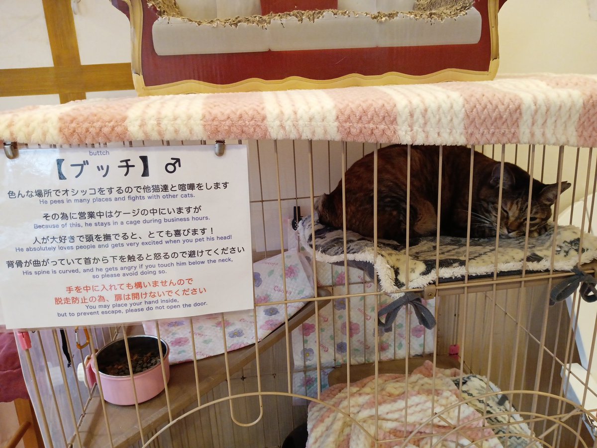 ブッチ…くん？😳　

　#保護猫カフェ猫の恵庭　
　#猫の恵庭
