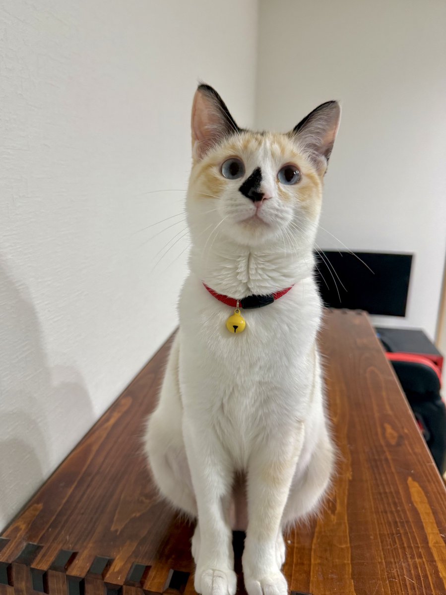 ←去年8月(保護当時)      今日→

本当に可愛くなったなぁ…！