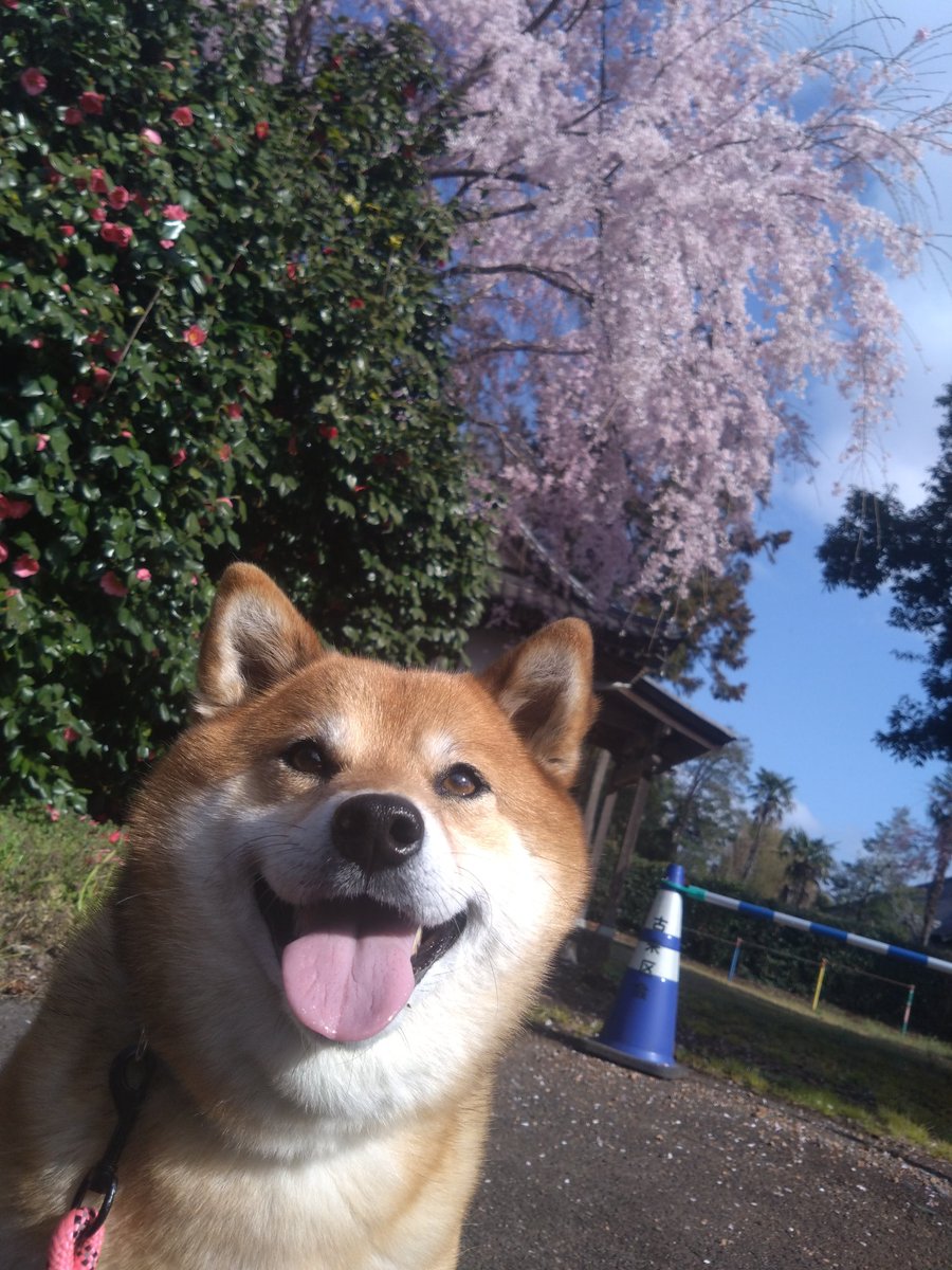 shiba_poteto22's tweet photo. 近所のしだれ桜🌸と。

#柴犬 https://t.co/Npl0NSx5mV
