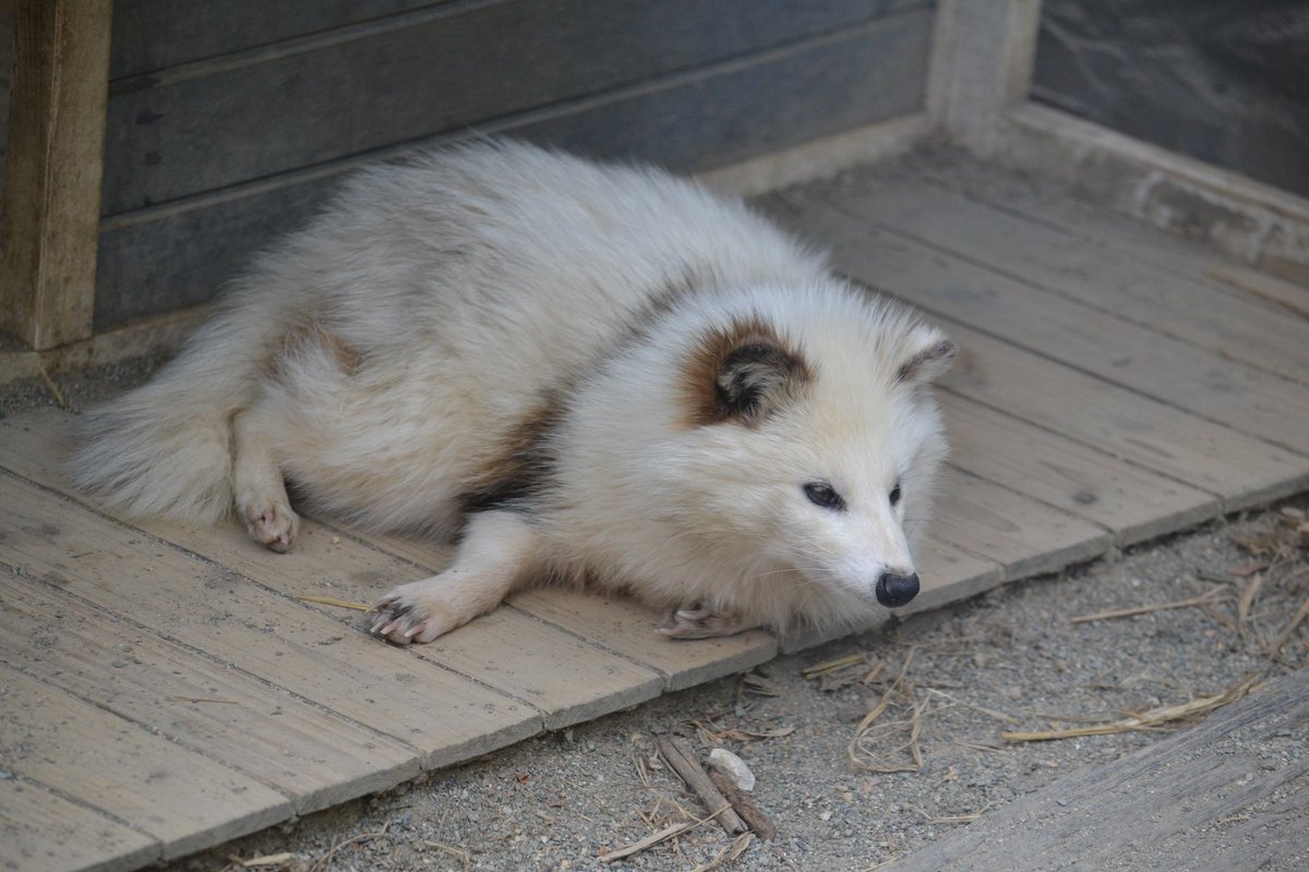 🦊九尾のきつねうどん🦊 tweet media