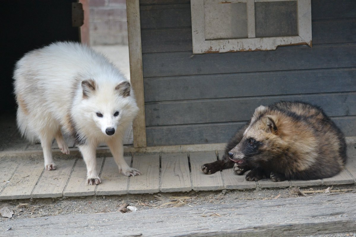 🦊九尾のきつねうどん🦊 tweet media