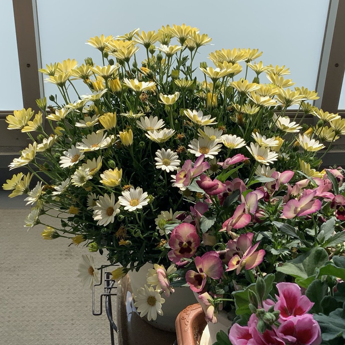 Yumi Hoshino tweet media