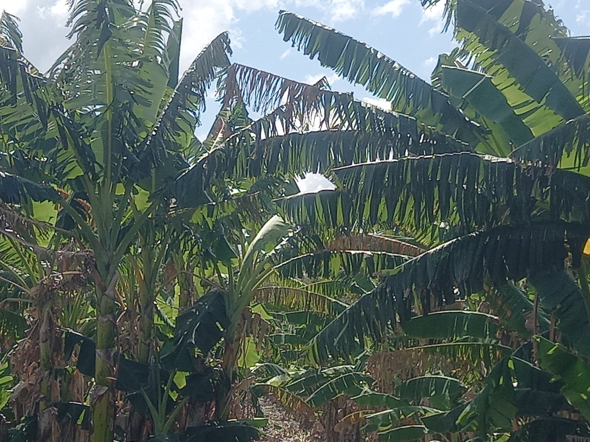 En el municipio cabecera la producción de alimentos se ha convertido en una verdadera prioridad #LasTunas #PorLasTunasLaVictoria #SíSePuede