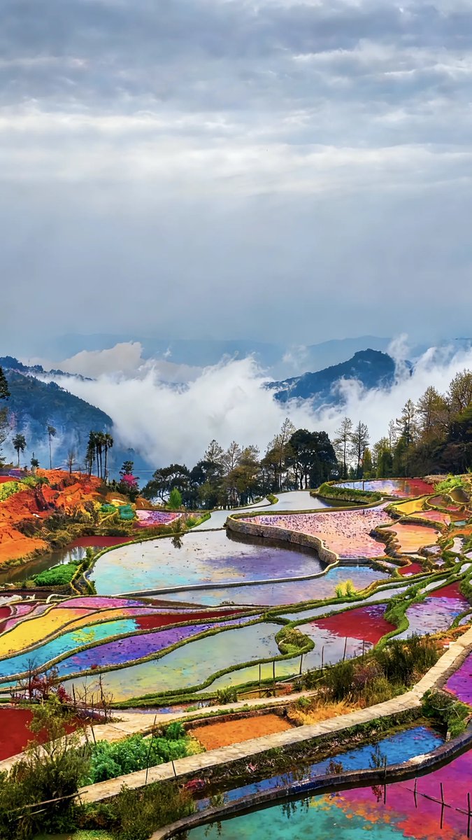 zhang_heqing's tweet photo. The terraced fields of Yuanyang stretch like a giant palette spun by nature’s hand. Layers upon layers of green and gold melt into the mist, as if the earth itself is holding a brush and painting the sky. Every curve tells a story of generations of farmers tending the land, turning slopes into a living work of art that breathes with the rhythm of the seasons.