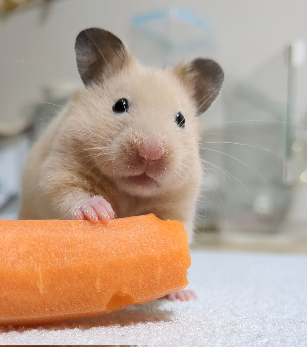 じゃが太郎&ちゃら太郎＆じゃむ太郎＆しゃり太郎 tweet media