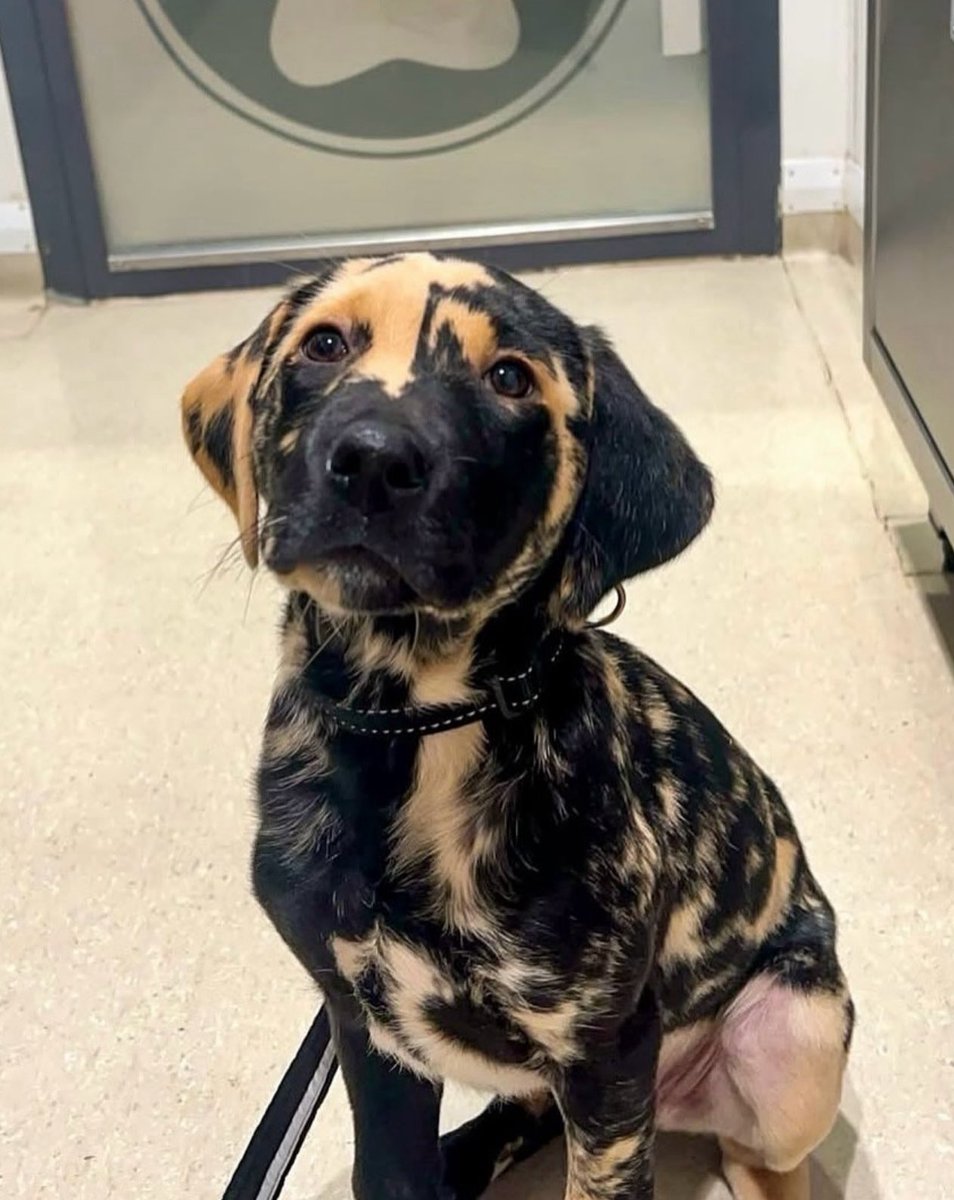 Puppies 🐶 tweet media