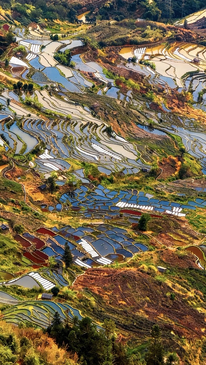 zhang_heqing's tweet photo. The terraced fields of Yuanyang stretch like a giant palette spun by nature’s hand. Layers upon layers of green and gold melt into the mist, as if the earth itself is holding a brush and painting the sky. Every curve tells a story of generations of farmers tending the land, turning slopes into a living work of art that breathes with the rhythm of the seasons.