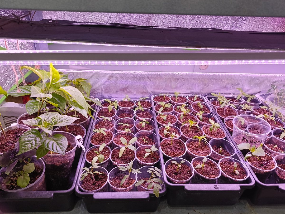 Досвечивать 12 часов в сутки tweet media