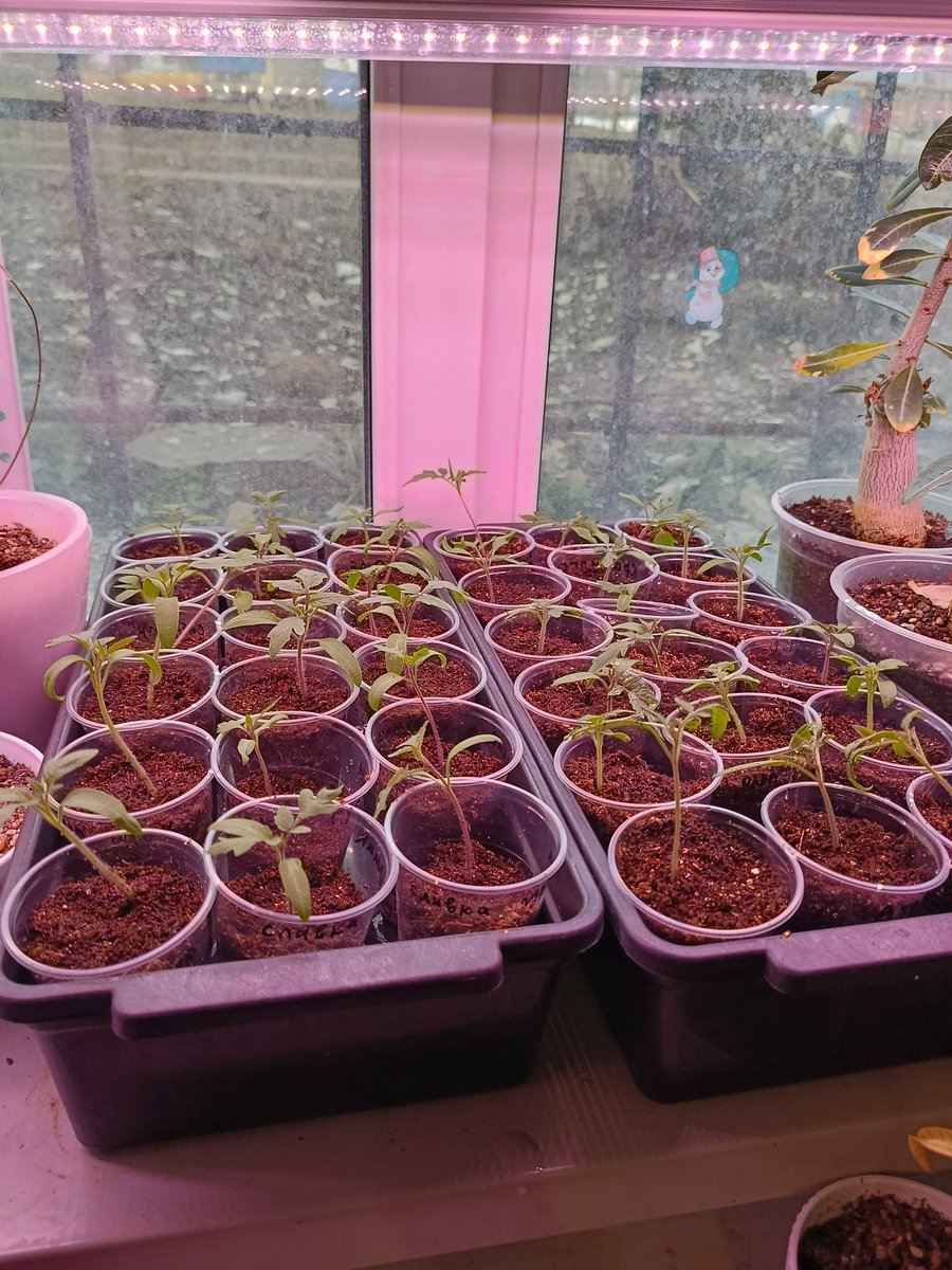 Досвечивать 12 часов в сутки tweet media