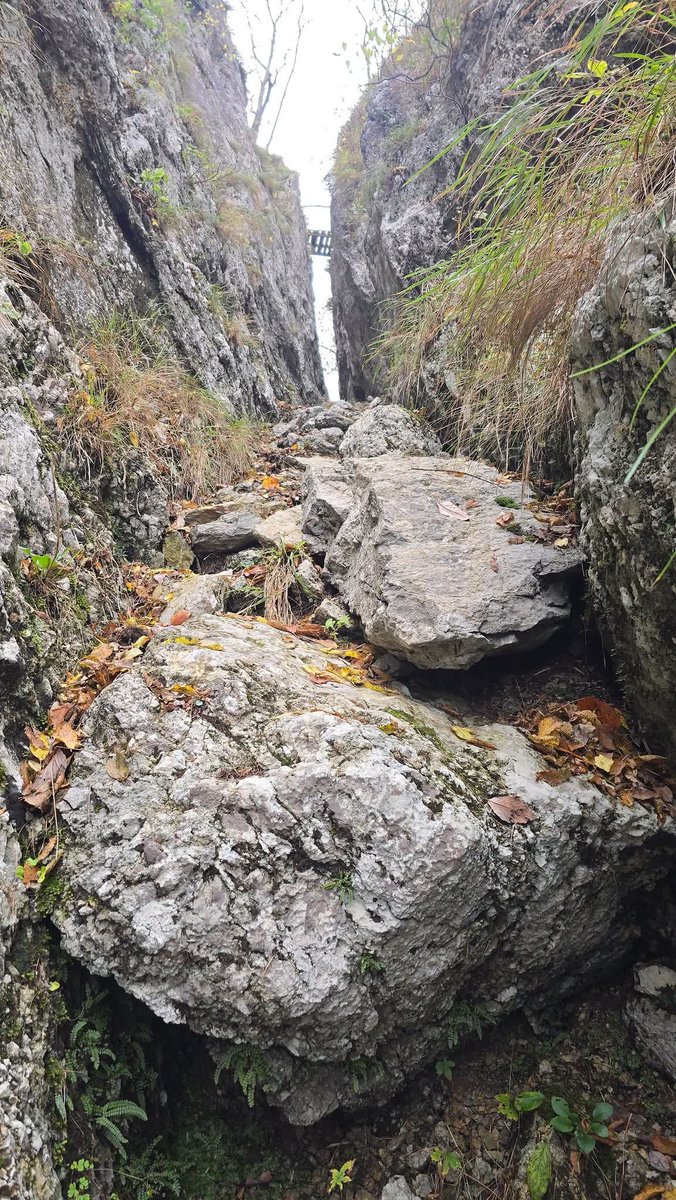 mauro rapeti tweet media