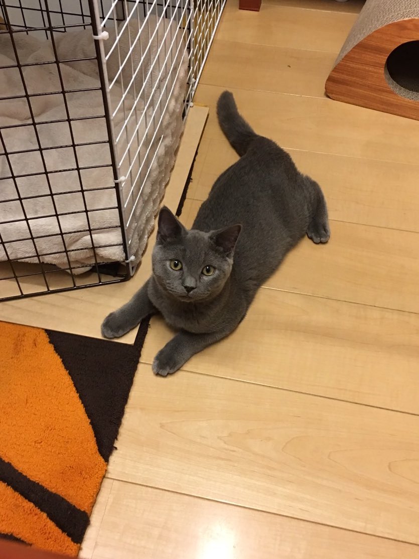 よつばとポン酢 tweet media