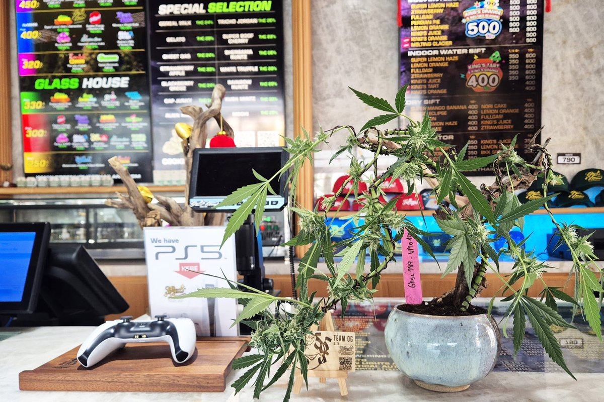 Kei | 借金2000万抱える大麻盆栽家 tweet media