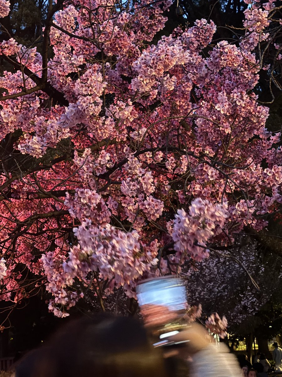 KonnoYouetsu's tweet photo. 桜🌸 https://t.co/60pfLrKLVT