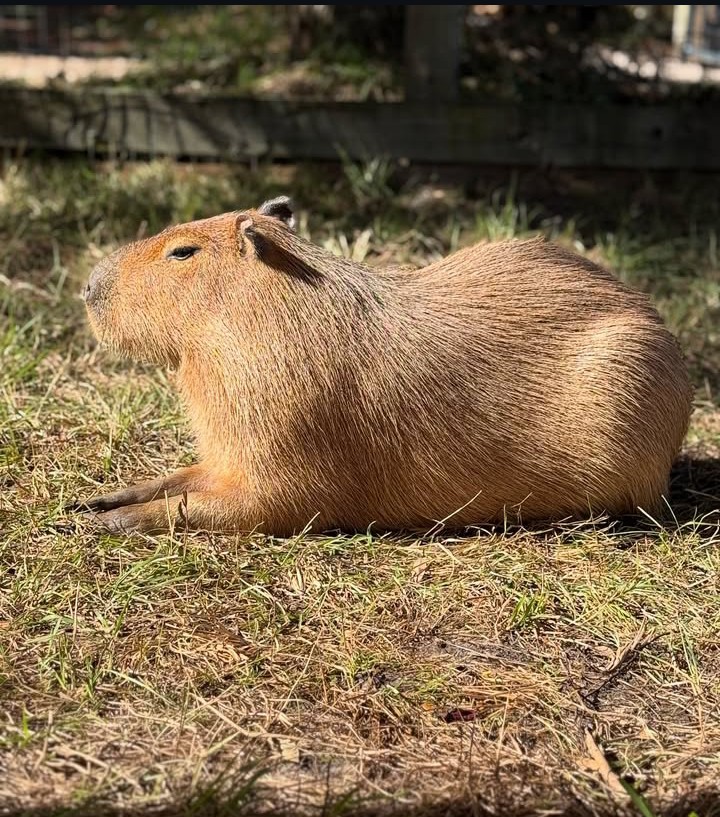 oliverdavis007_'s tweet photo. God creature ❤️ https://t.co/u5l4fAiNeN