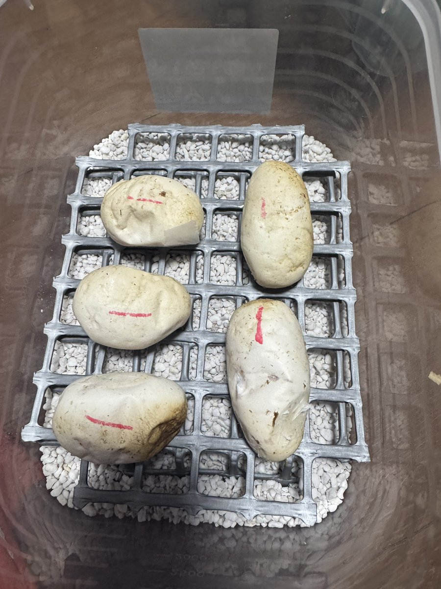 あんでぃ35 tweet media