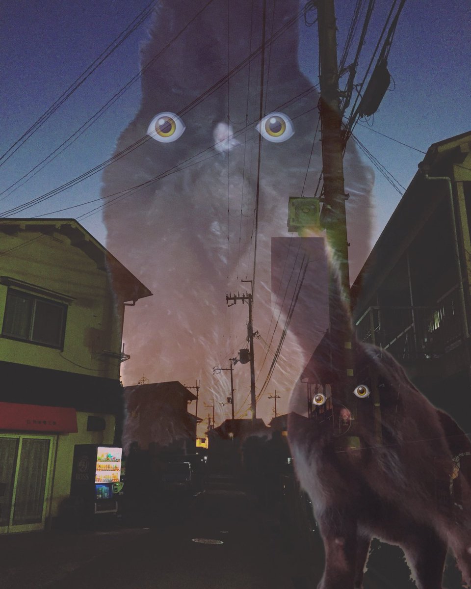 猫別府 tweet media