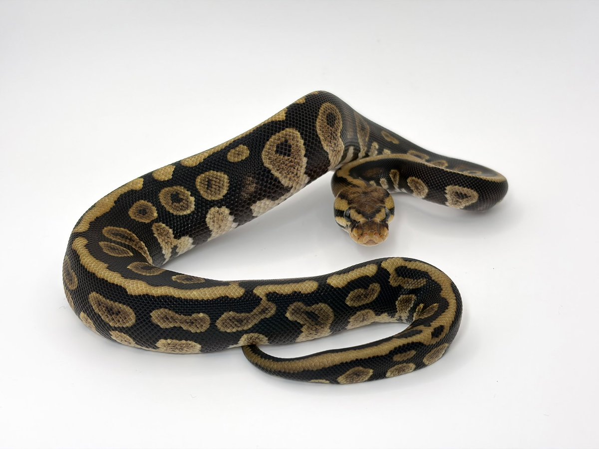 ボールの戯言 tweet media