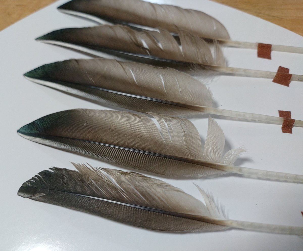 torimini tweet media