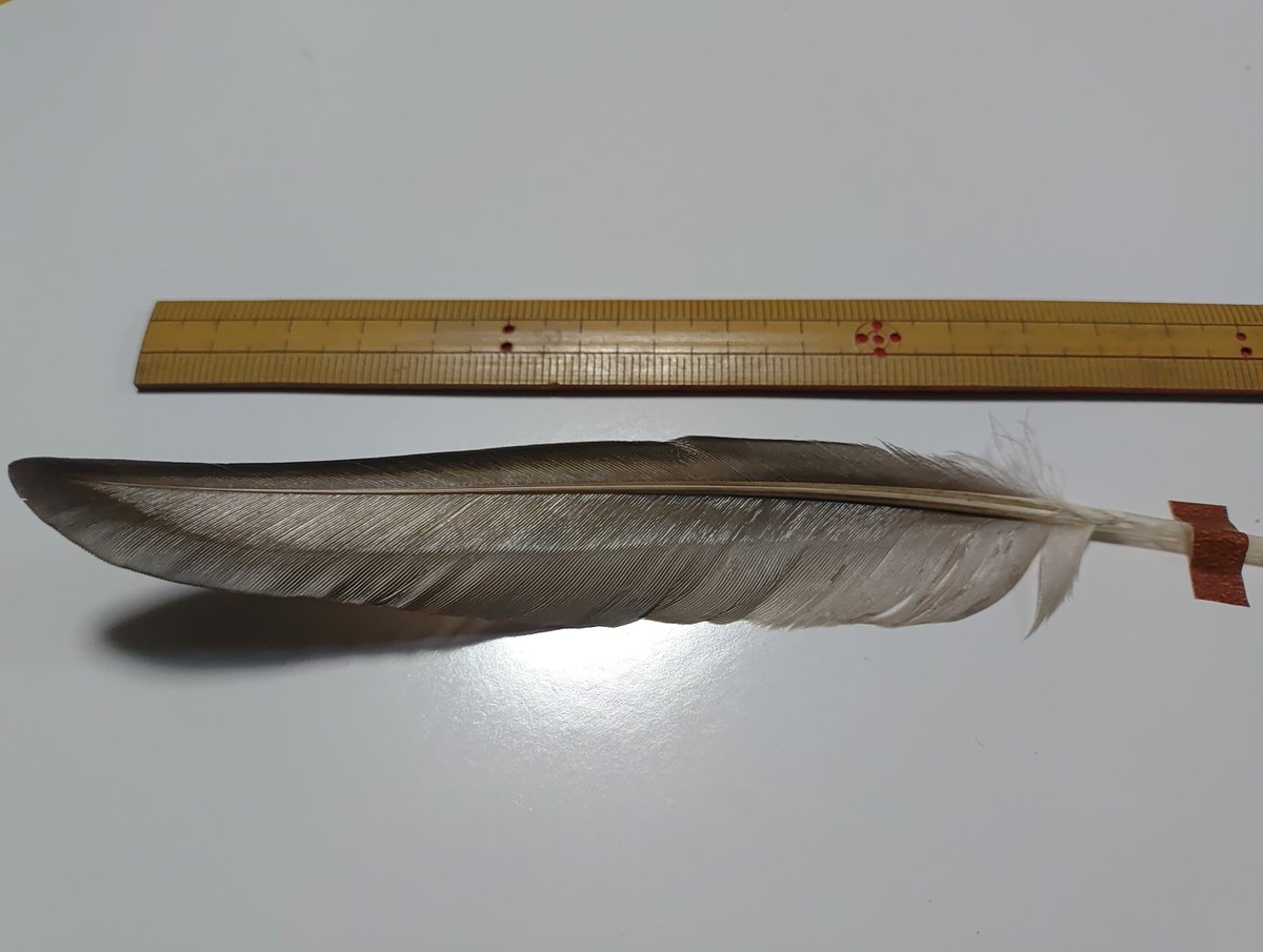 torimini tweet media