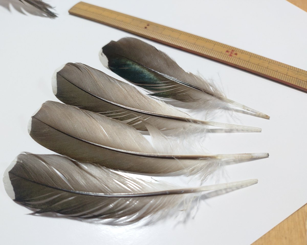 torimini tweet media