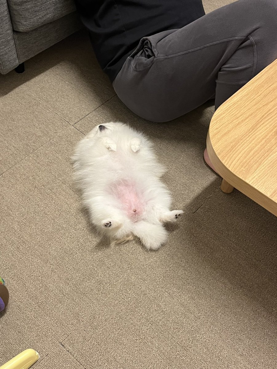 小さいわたあめ tweet media