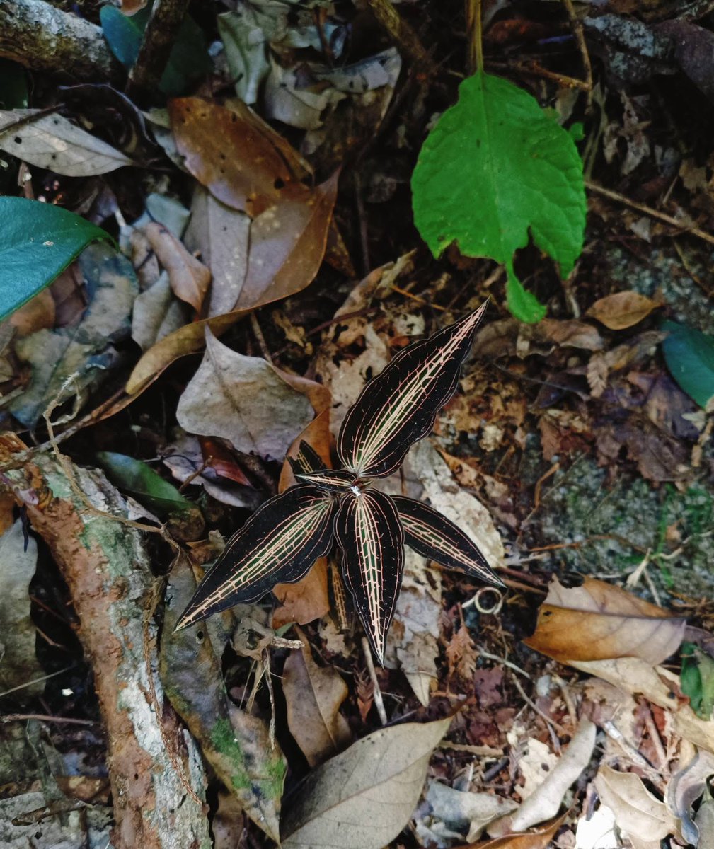 Cong Phan tweet media