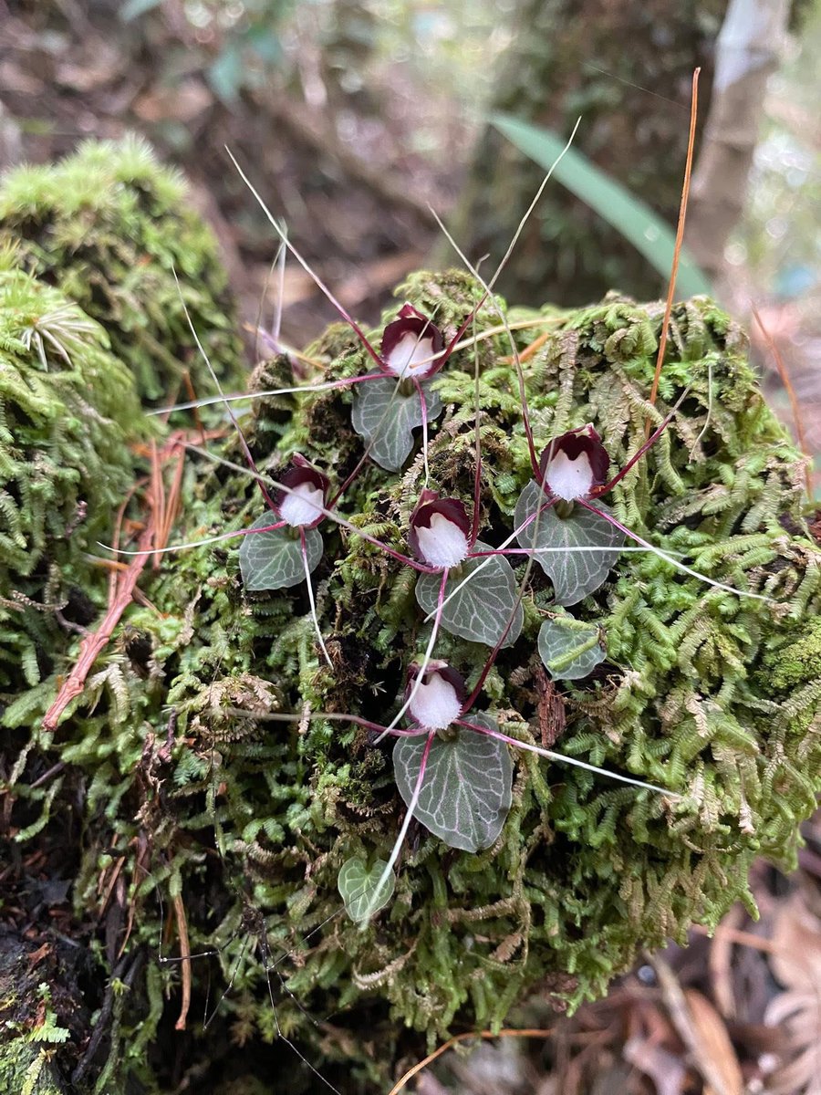 Cong Phan tweet media