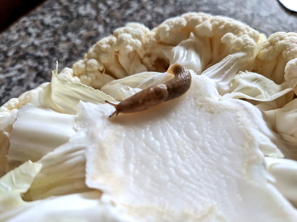 リラ 💜 PurplePastaPrincess tweet media