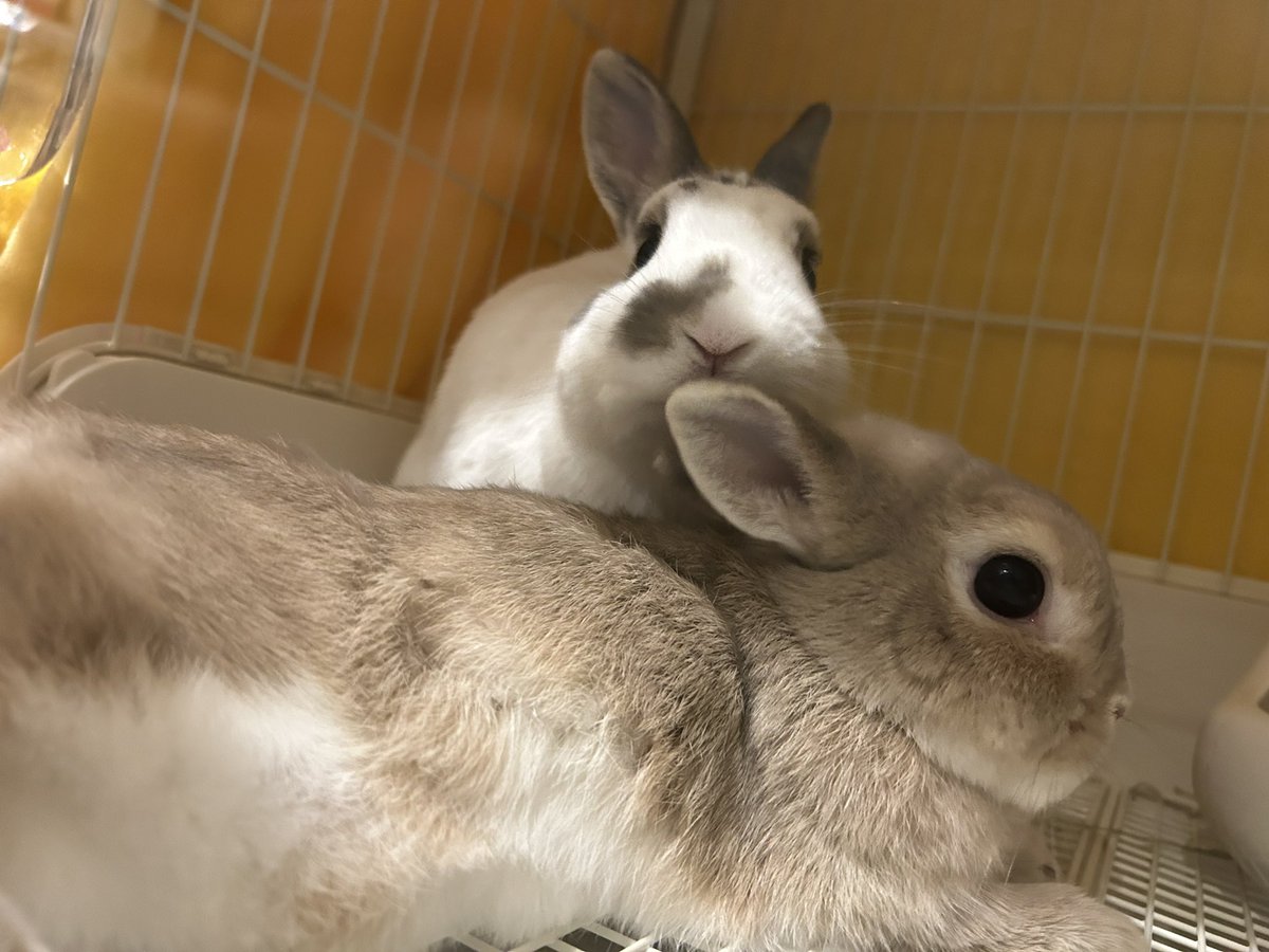 クッキー姉 tweet media