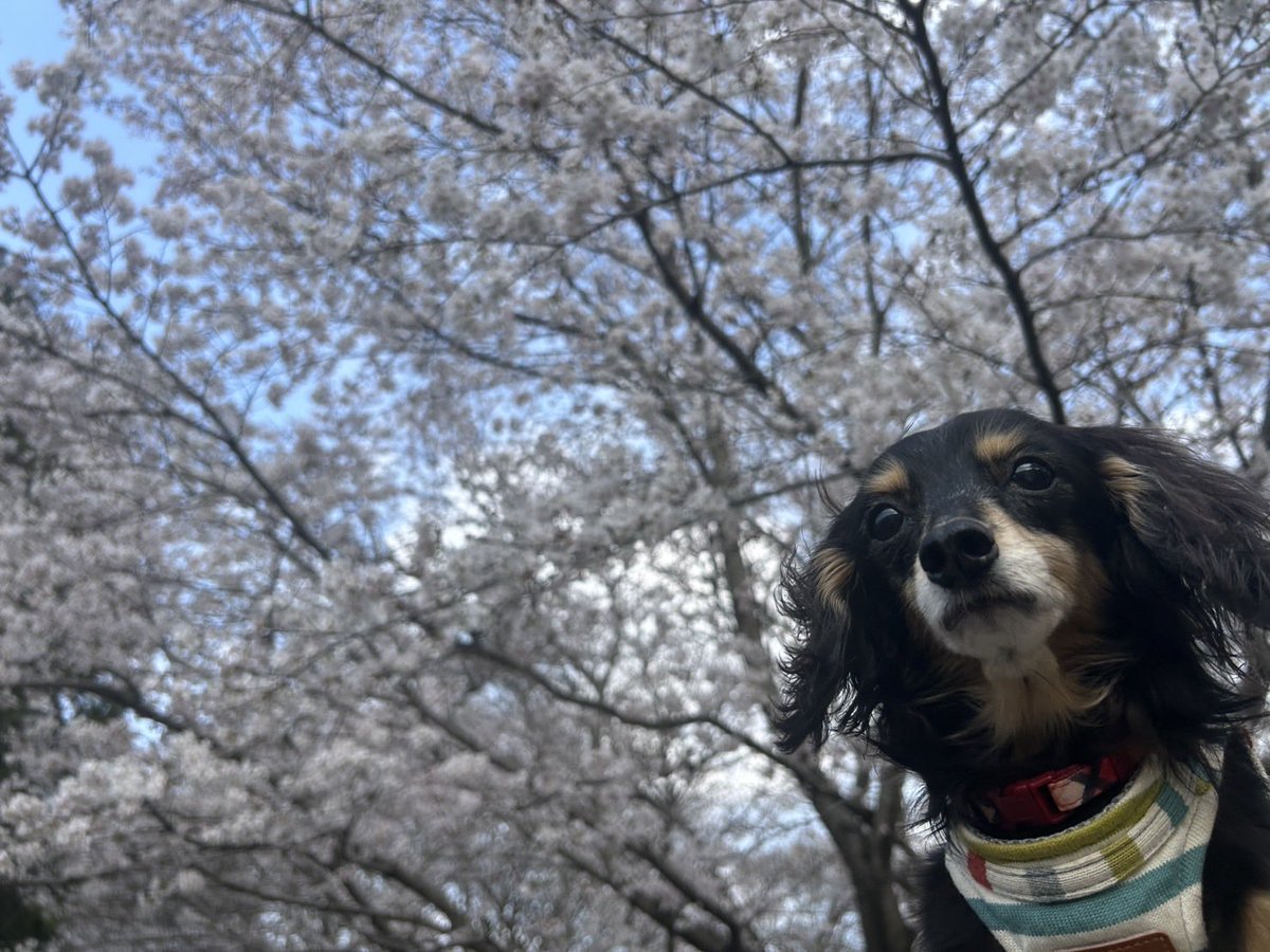 funachan0730's tweet photo. 今年もお花見散歩🌸
行けたよ(o^^o) https://t.co/BShiyGkuRi